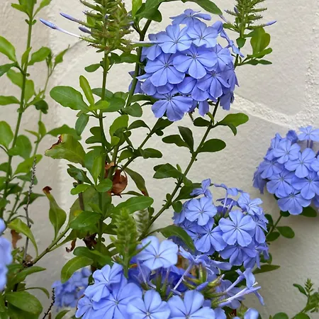 Spacious Family Friendly 3-bed With Private Courtyard Walk To Centre Holiday home Cognac