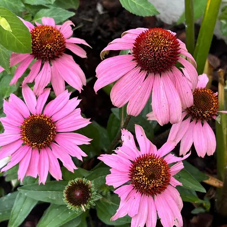 Spacious Family Friendly 3-bed With Private Courtyard Walk To Centre Holiday home