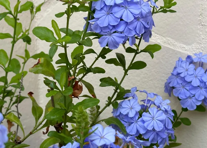 Spacious Family Friendly 3-bed With Private Courtyard Walk To Centre Сasa de vacaciones Cognac