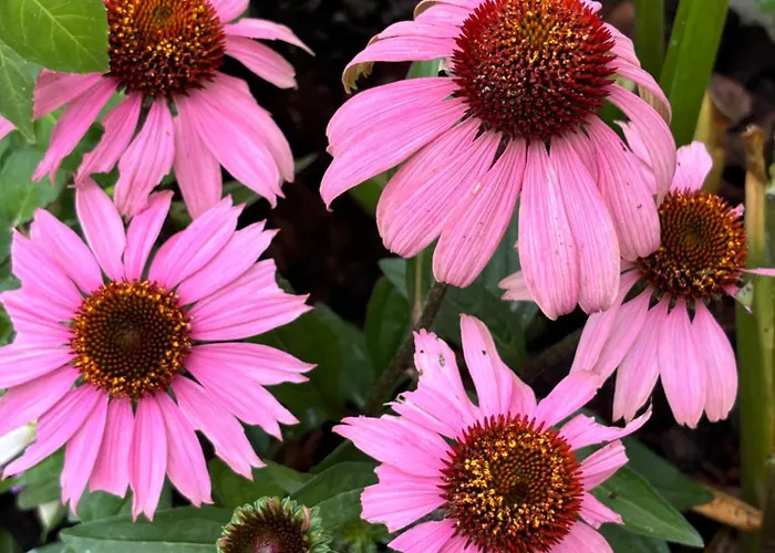 Spacious Family Friendly 3-bed With Private Courtyard Walk To Centre Сasa de vacaciones